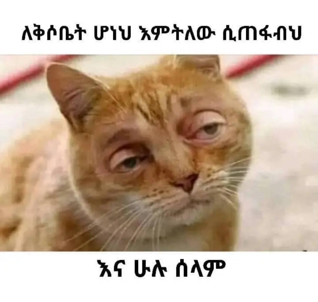 a cat with a capt that says, i m 